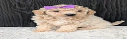 Bichpoo dogs for sale: Lyla - Ad 9