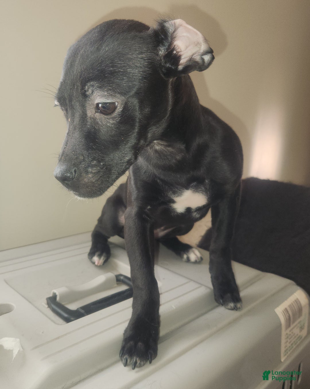 Mixed Breed dogs for sale: Laticia  - Ad 10