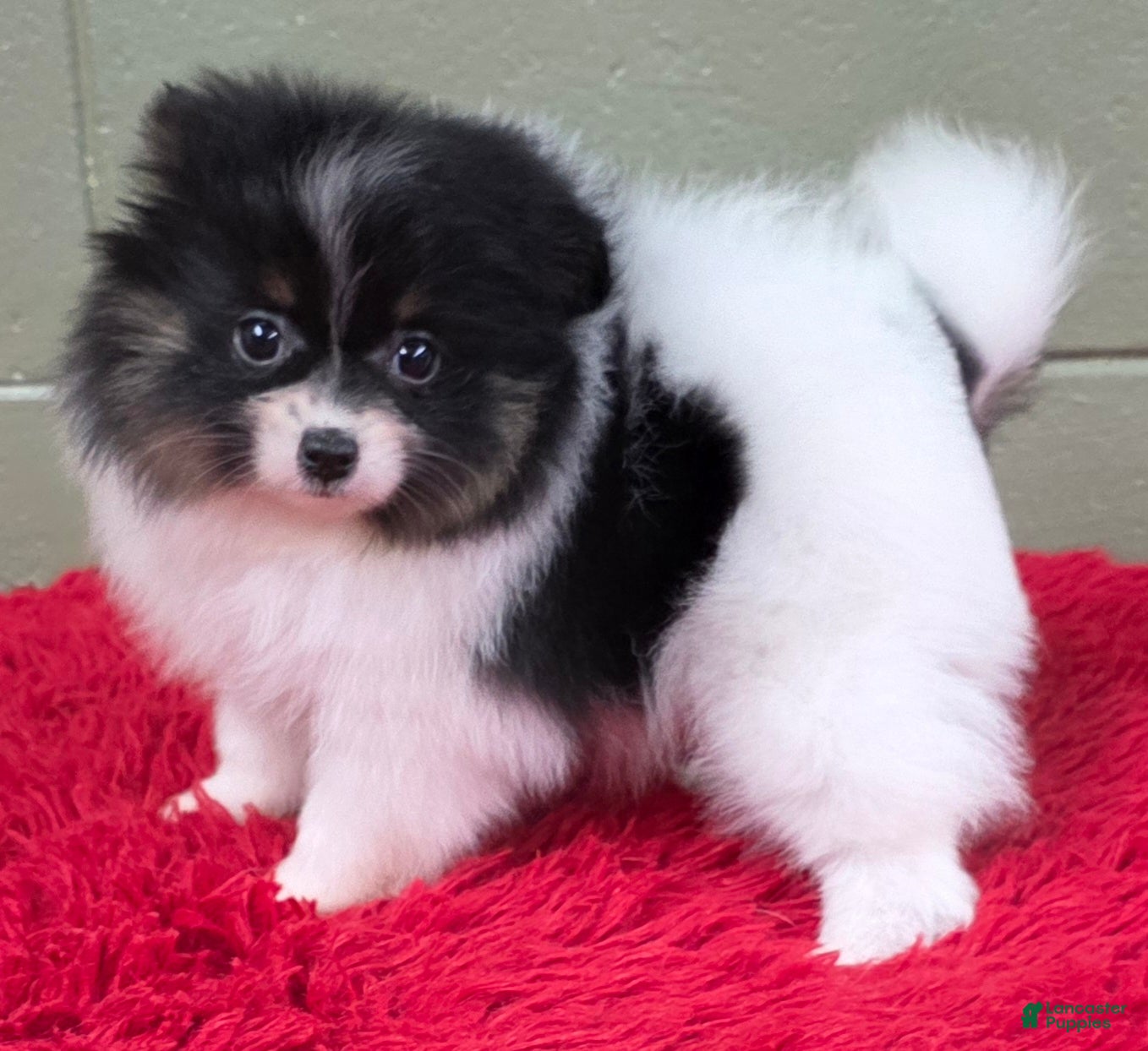 Pomeranian dogs Pomeranian Puppy 1 - Ad 11