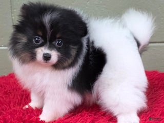 Pomeranian dogs Pomeranian Puppy 1 - Ad 9
