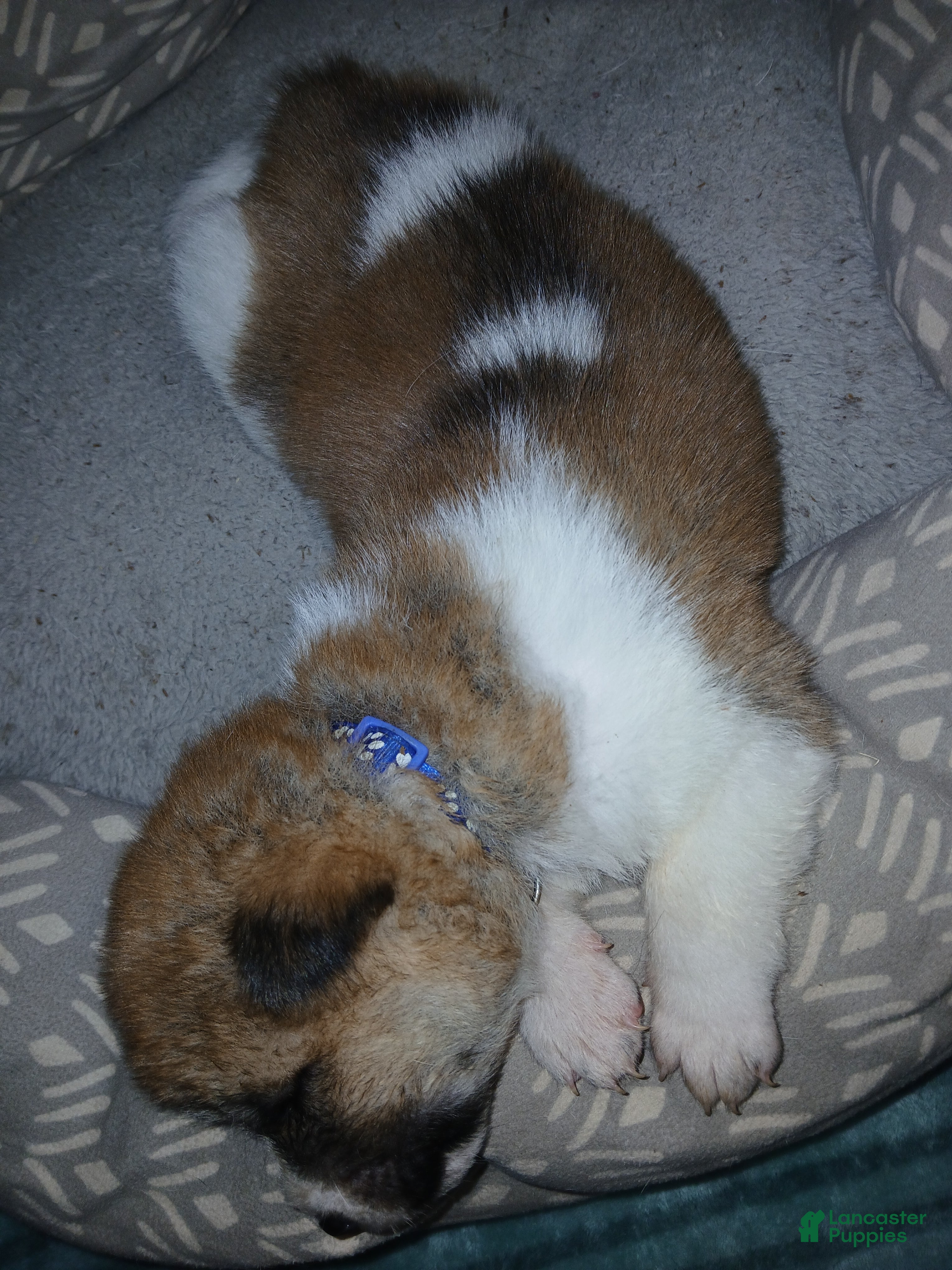 Akita dogs Timber - Ad 2