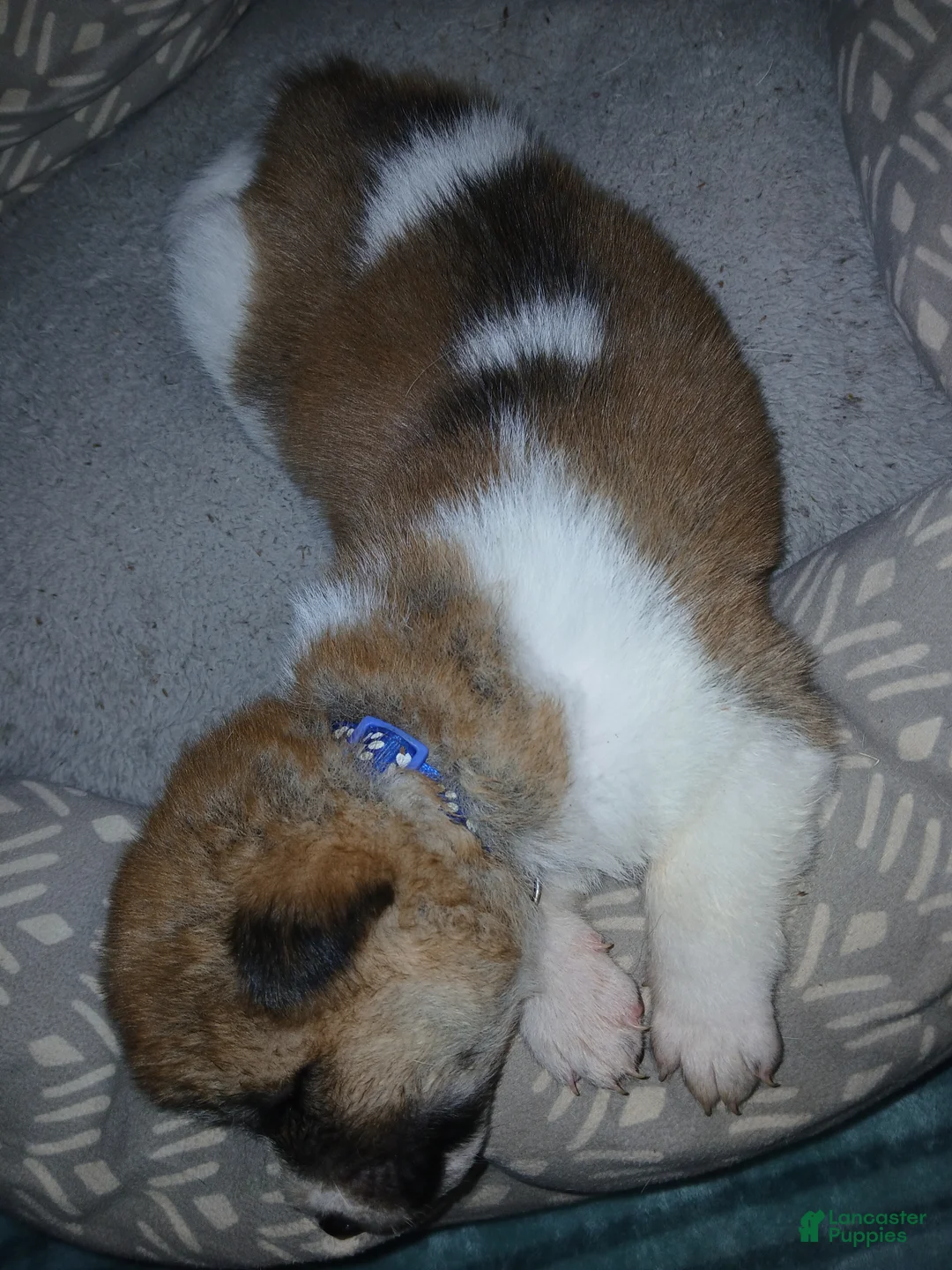 Akita dogs for sale: Timber - Ad 2