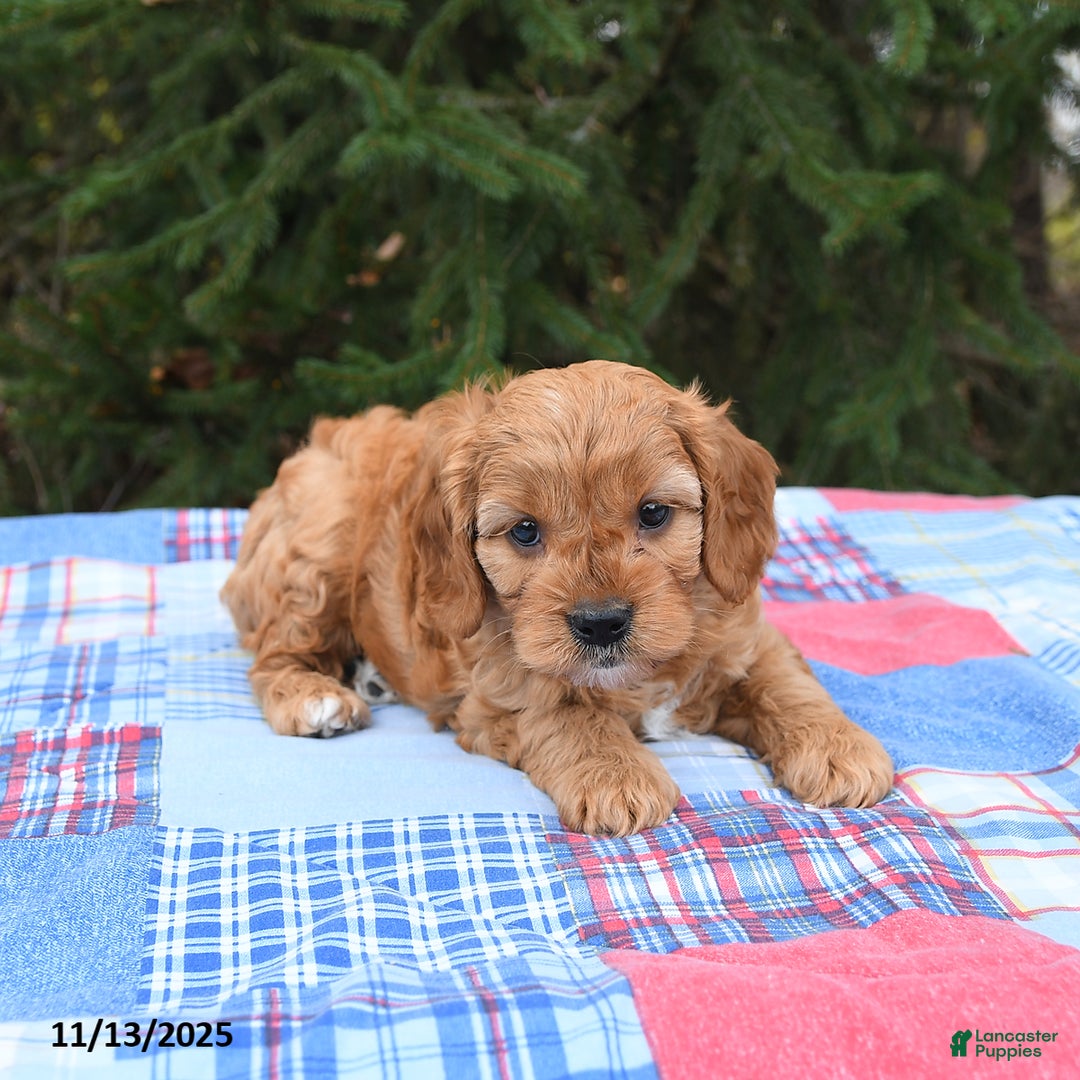 Cavapoo dogs for sale: Forest - Ad 5