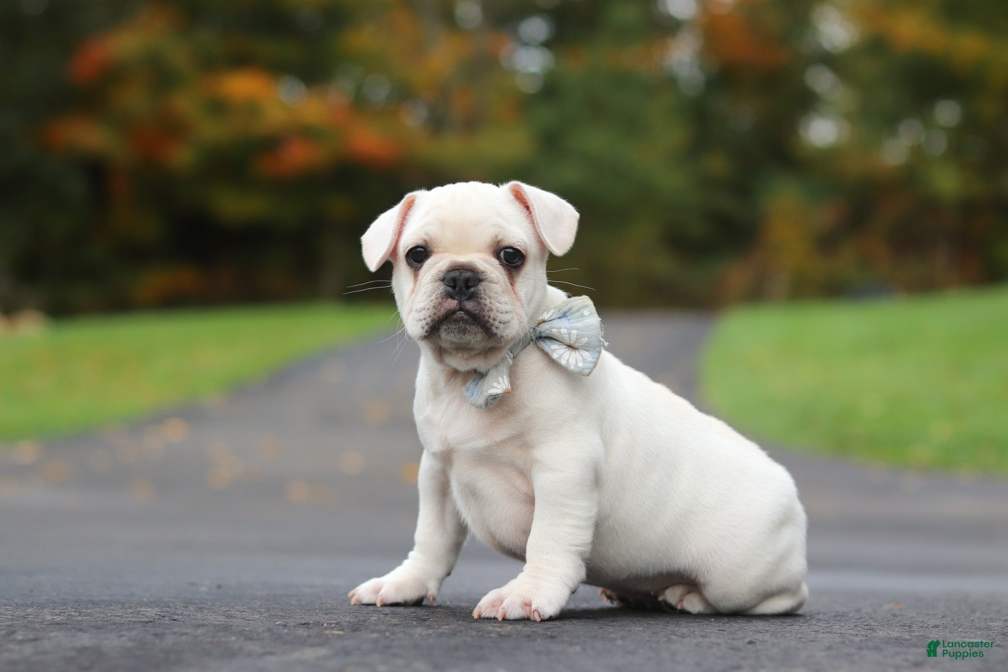 French Bulldog dogs Sampson - Ad 2