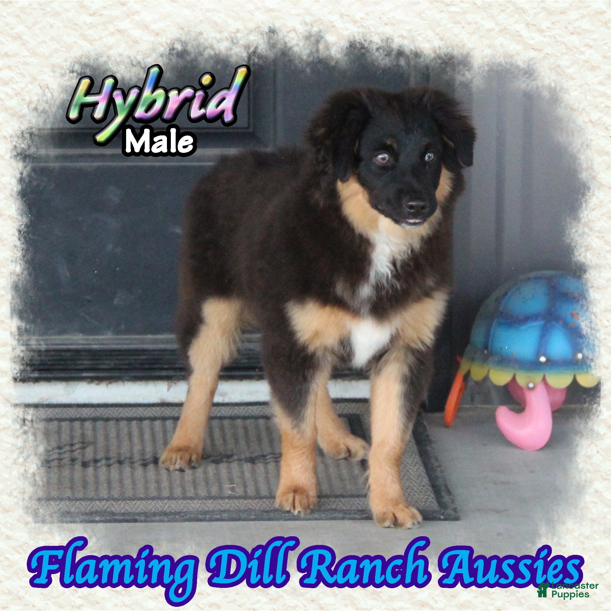 Miniature Australian Shepherd dogs for sale: Hybrid - Ad 1