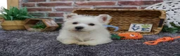 West Highland Terrier dogs for sale: Wallace - Ad 4