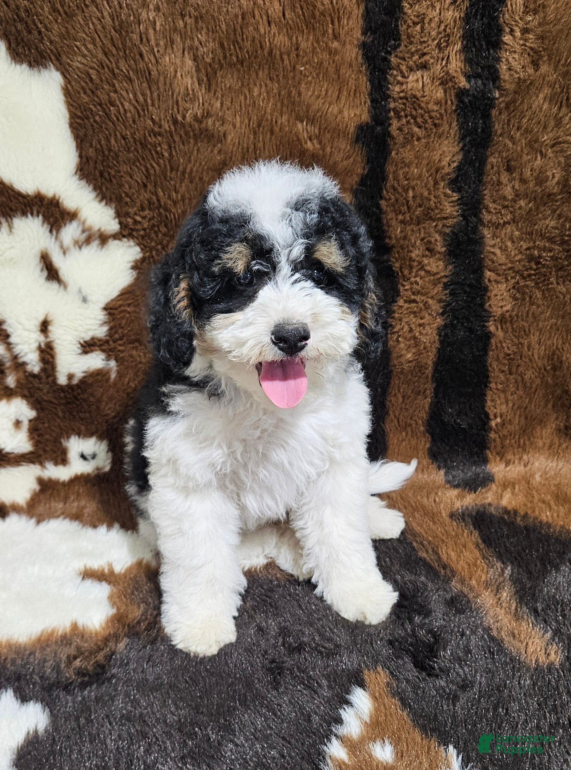 Mini Bernedoodle dogs F1b Hardy - Ad 21