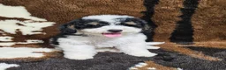 Mini Bernedoodle dogs for sale: F1b Hardy - Ad 2