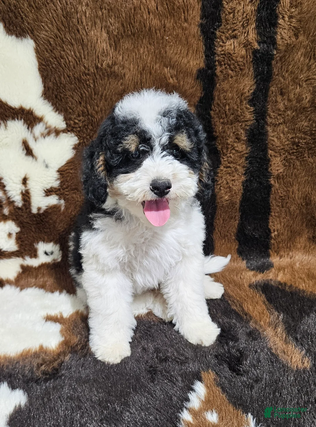Mini Bernedoodle dogs for sale: F1b Hardy - Ad 2