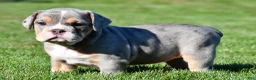 Beabull dogs for sale: Jasmine - Ad 6