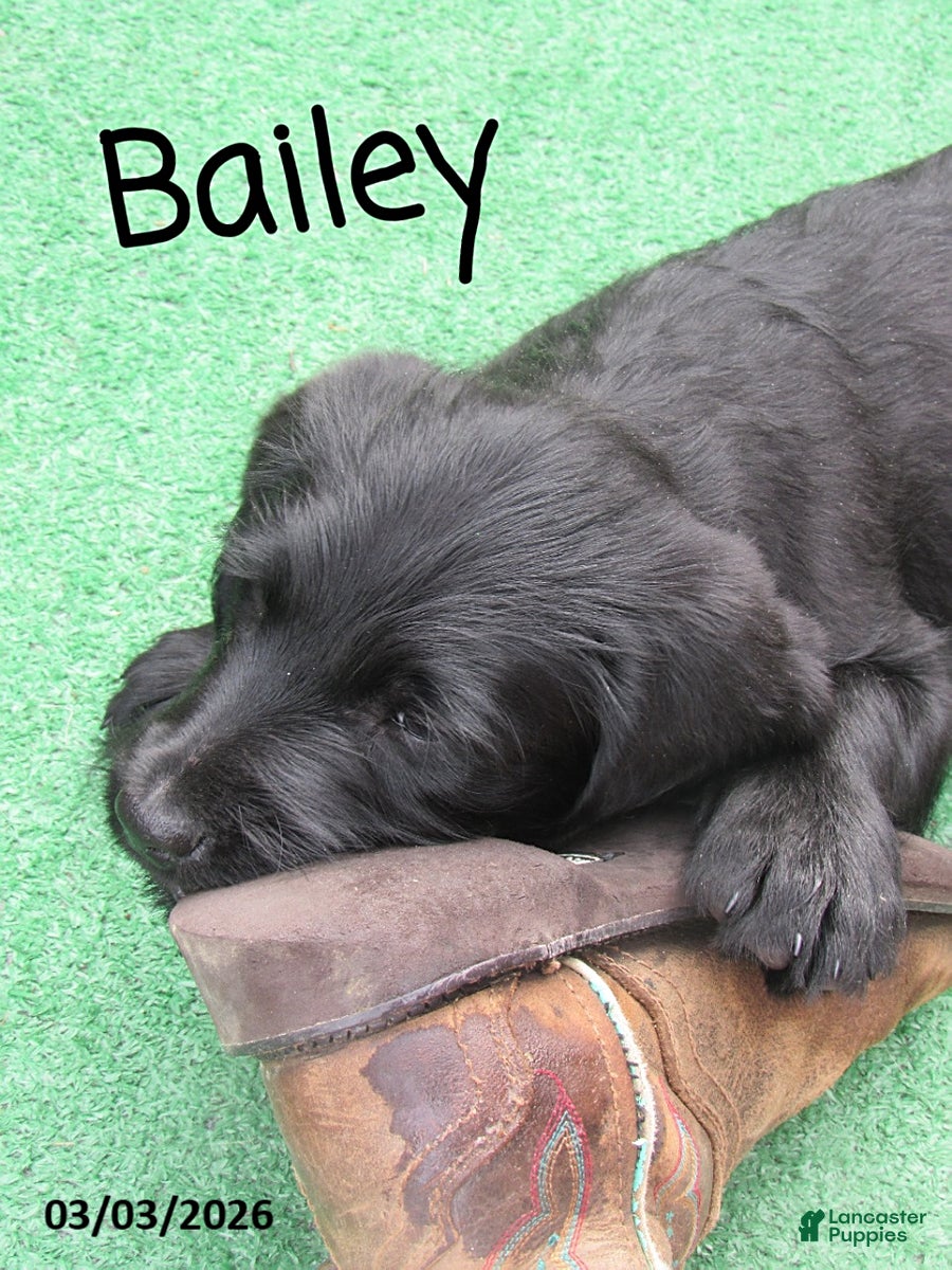 Labradoodle dogs Bailey - Ad 2