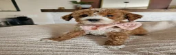 Cavapoo dogs for sale: 🌿 ELIO F1B Cavapoo Male — $1295 - Ad 5