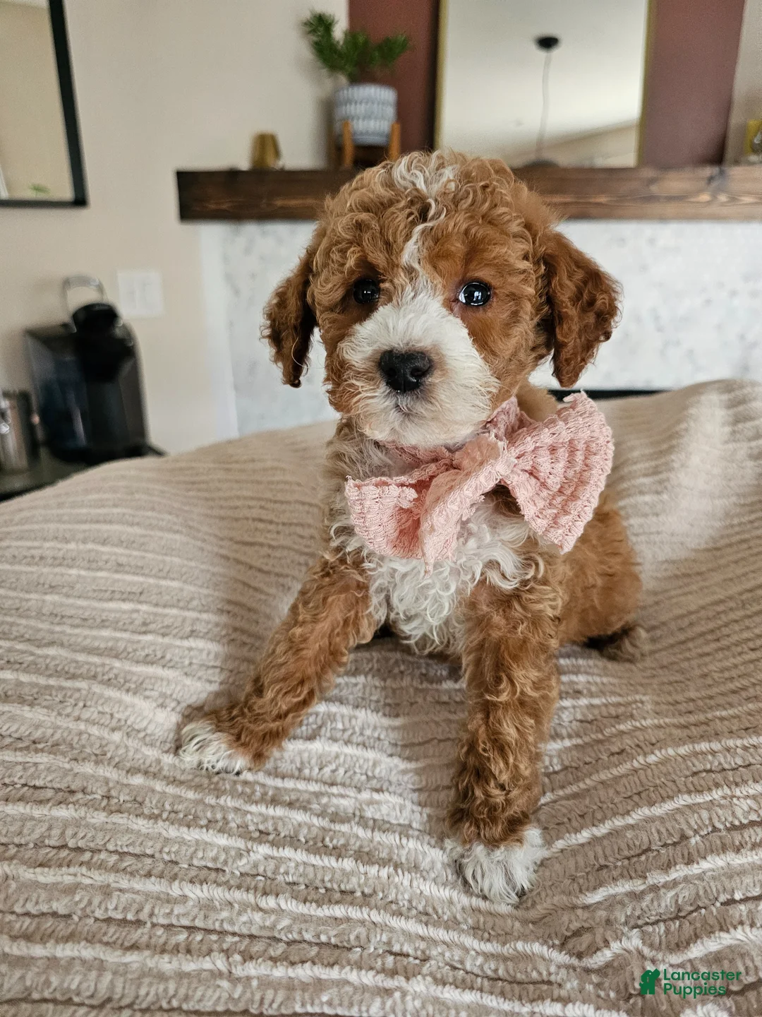 Cavapoo dogs for sale: 🌿 ELIO F1B Cavapoo Male — $1295 - Ad 5