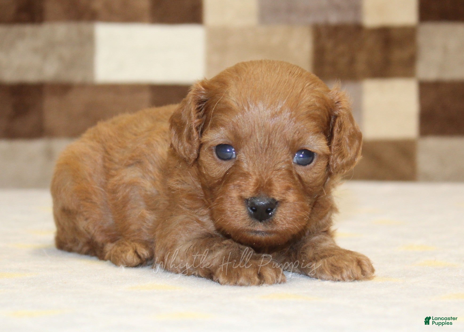 Cavapoo dogs Dora - Ad 1