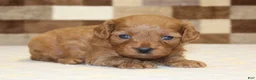 Cavapoo dogs for sale: Dora - Ad 1