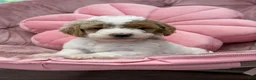 Goldendoodle dogs for sale: Sage  - Ad 2
