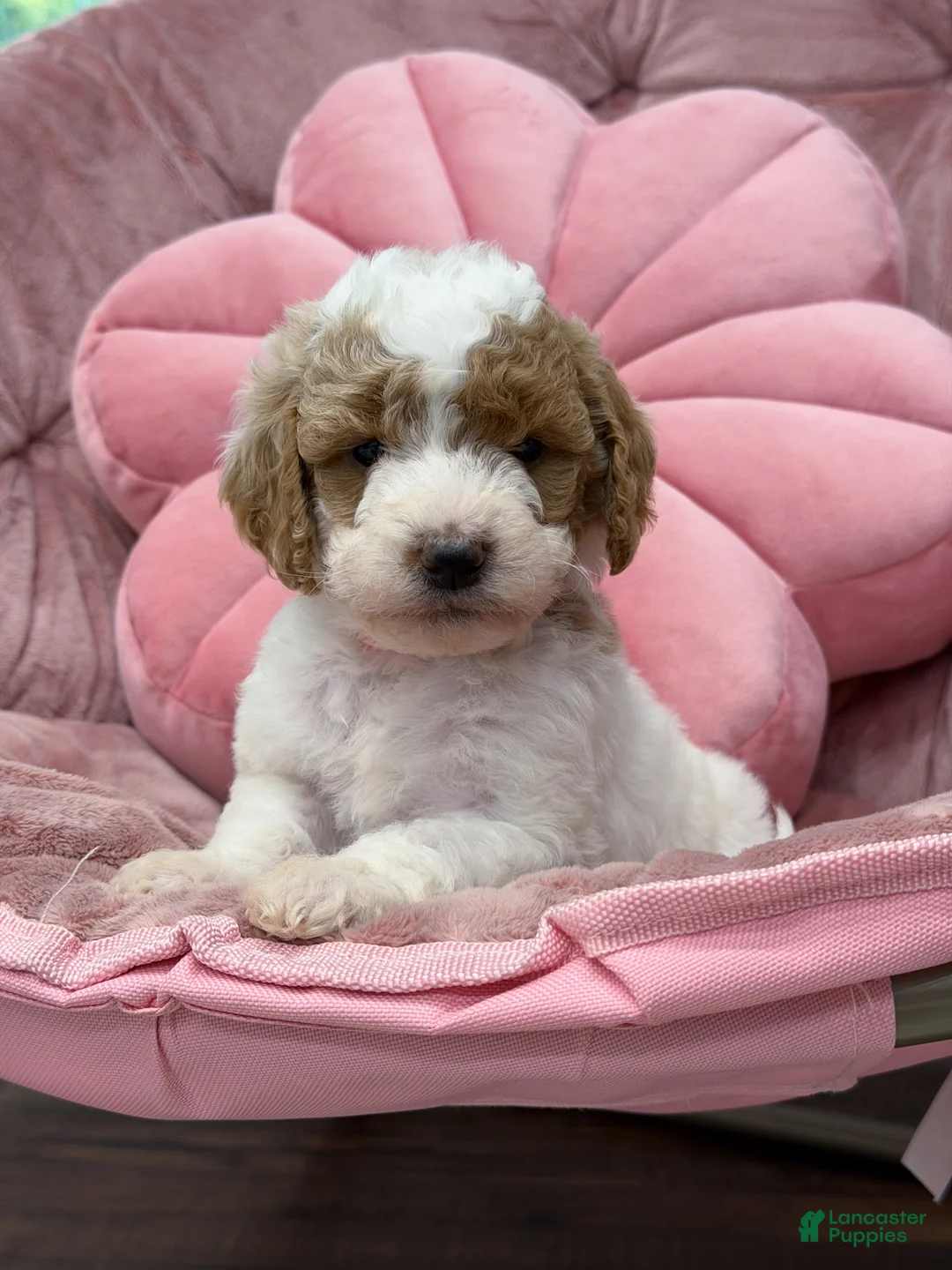 Goldendoodle dogs for sale: Sage  - Ad 2