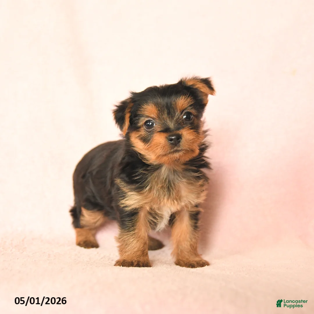 Yorkshire Terrier dogs for sale: Beauty - Ad 1