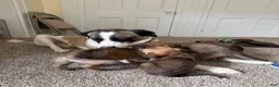 Mixed Breed dogs for sale: August - Ad 6