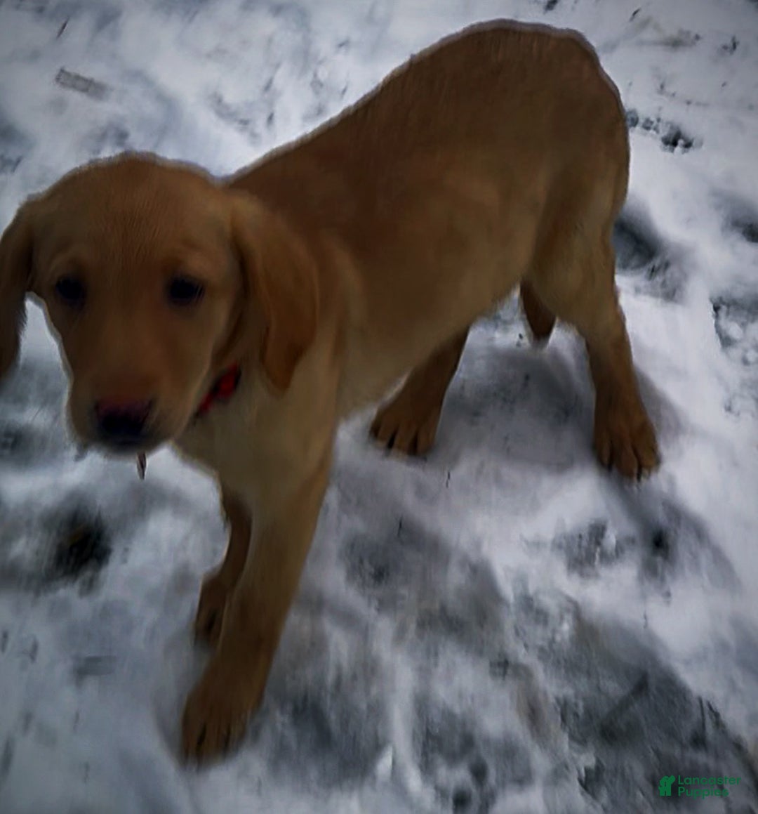 Labrador Retriever dogs for sale: Labrador Retriever Puppy 1 - Ad 7