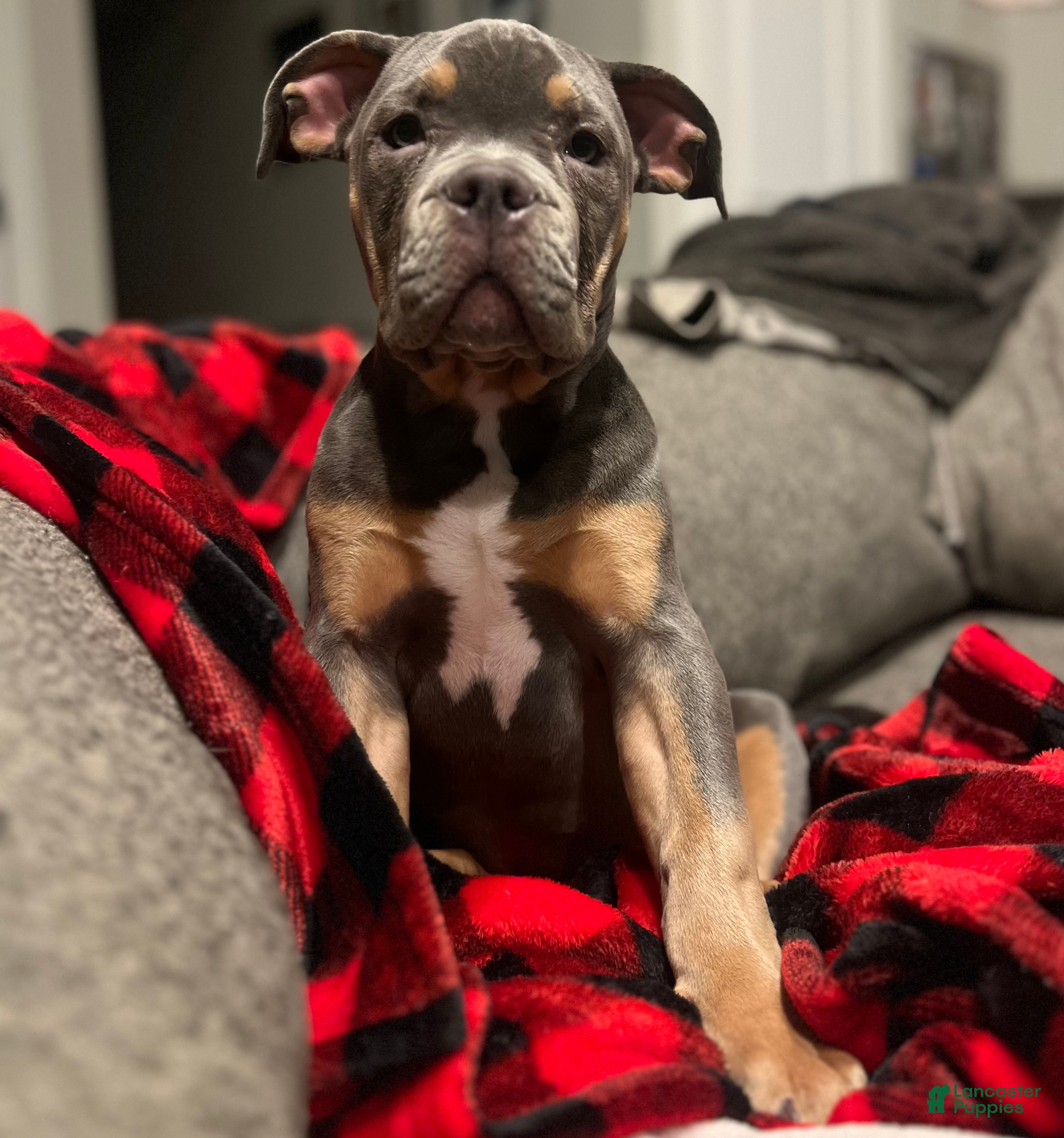 American Bully dogs Marley  - Ad 26