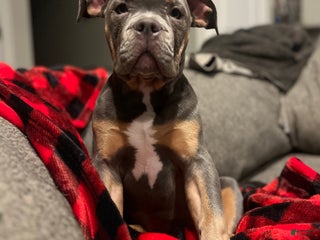 American Bully dogs Marley - Ad 6