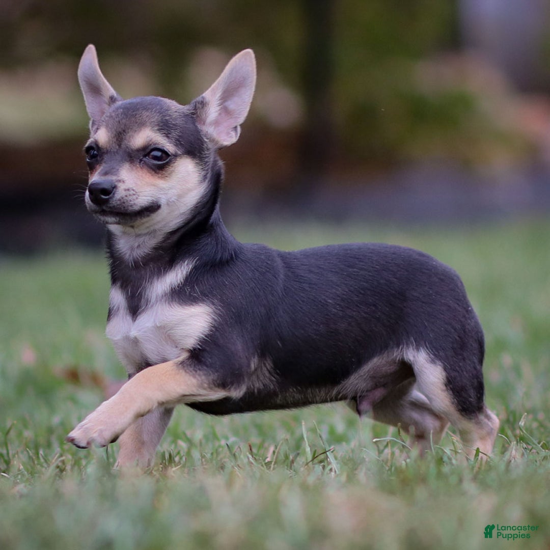 Chihuahua dogs for sale: Phoenix - Ad 3