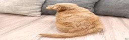Mini Goldendoodle dogs for sale: Diesel - Ad 5