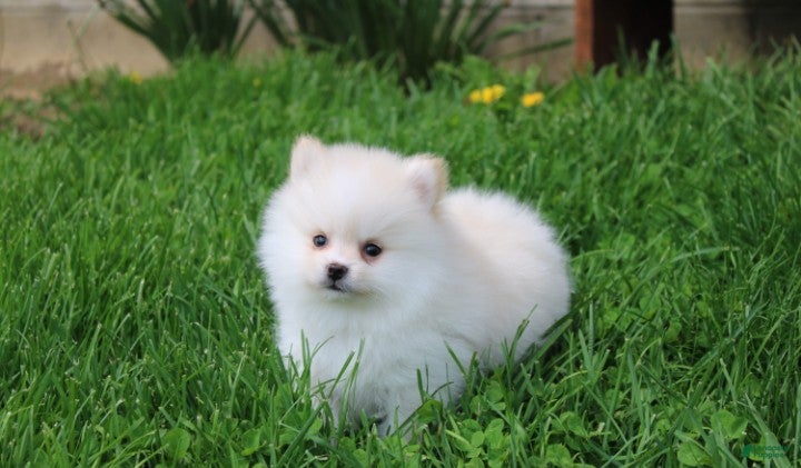Pomeranian dogs Charlie  - Ad 2