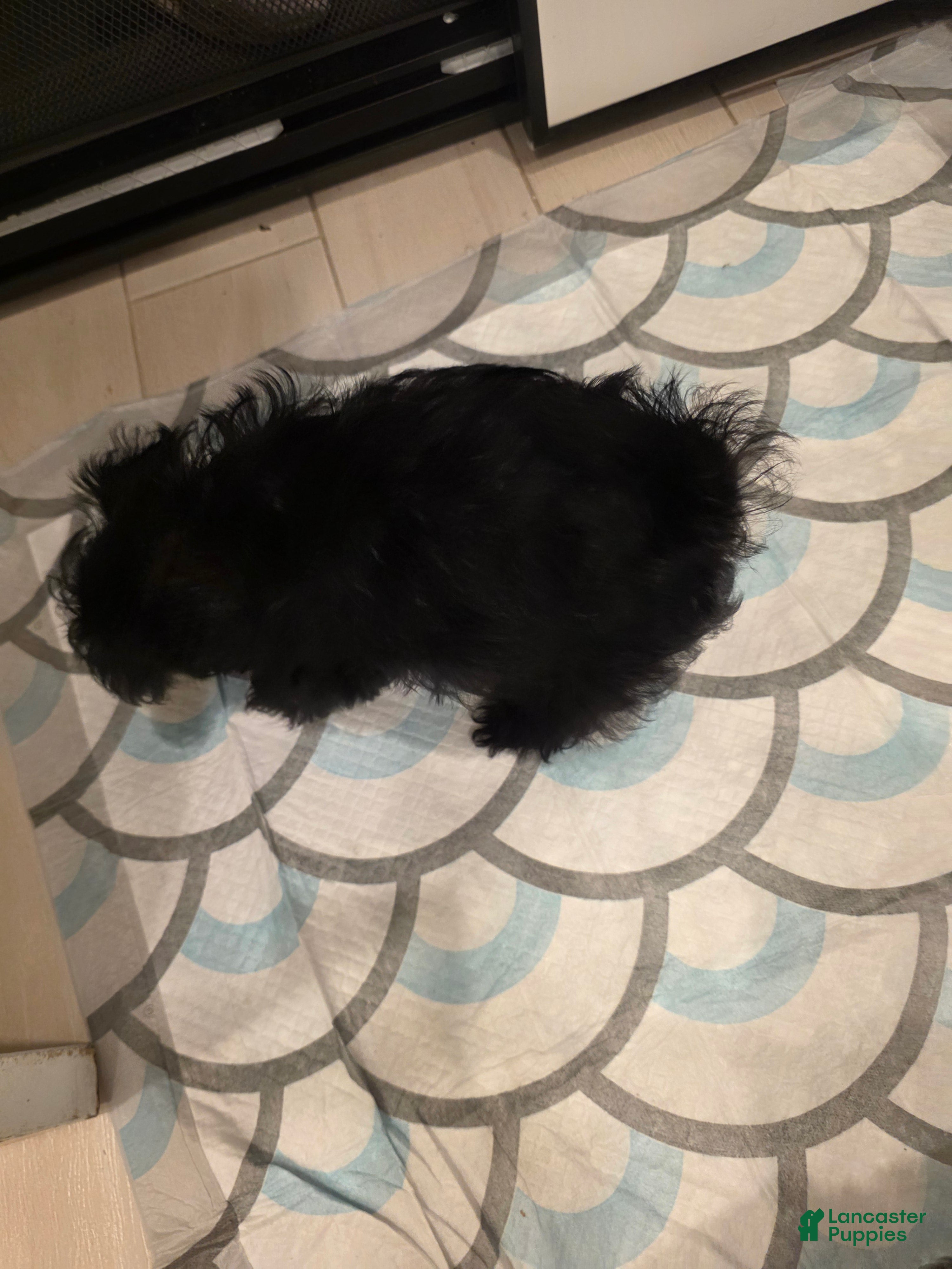 Chorkie dogs Chorkie 2 - Ad 28
