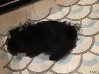 Chorkie dogs Chorkie 2 - Ad 28