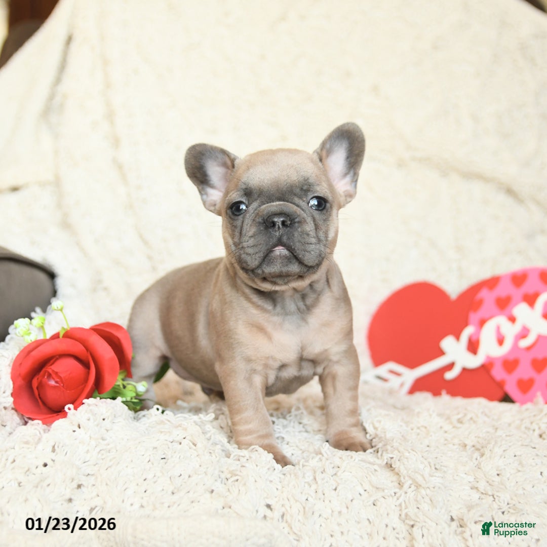 French Bulldog dogs for sale: Benz - Ad 3