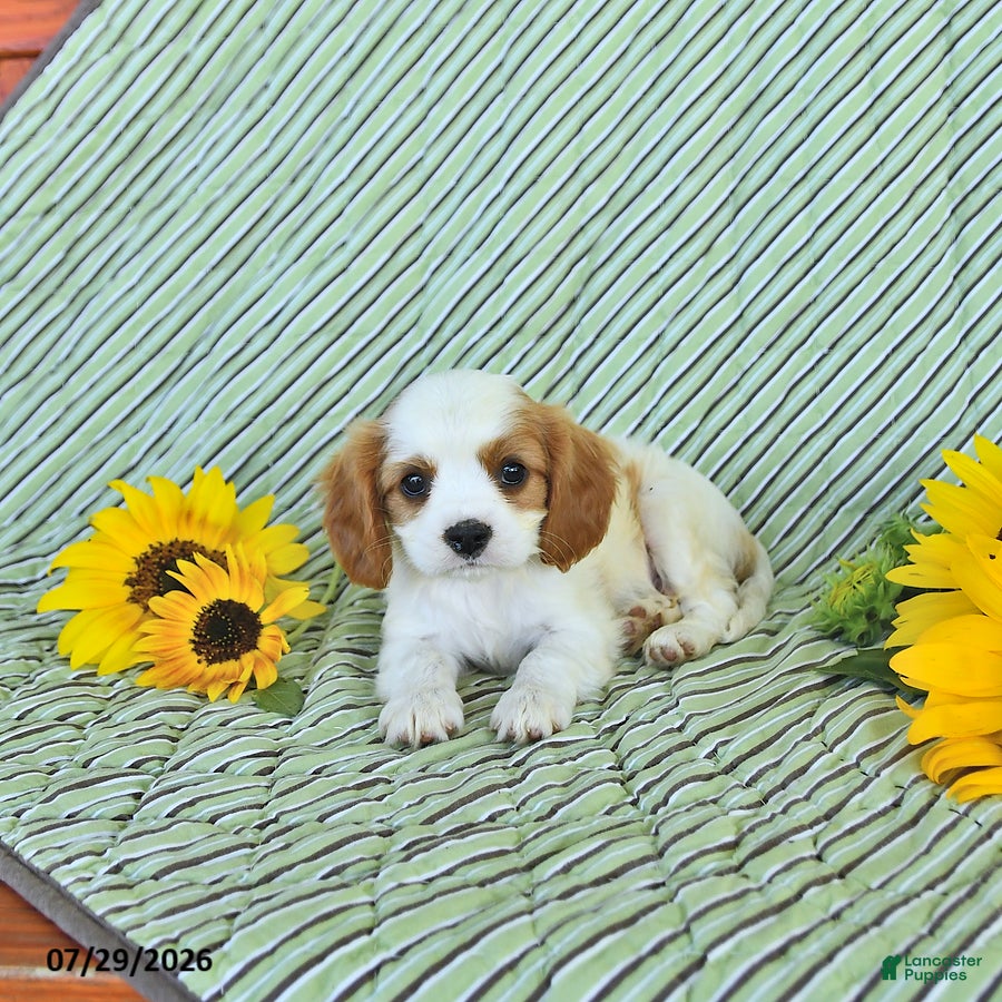 Cavalier King Charles Spaniel dogs Bennet - Ad 1