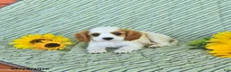 Cavalier King Charles Spaniel dogs for sale: Bennet - Ad 1