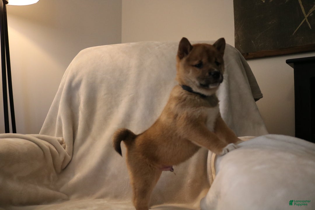 Shiba Inu dogs for sale: Sarge - Ad 10