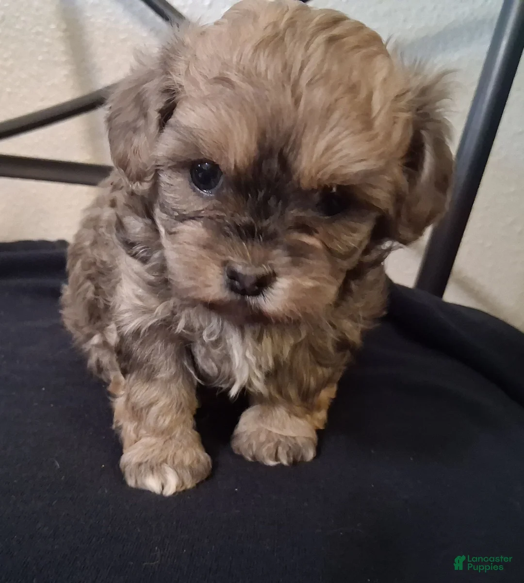Shihpoo dogs for sale: Shiloh - Ad 4