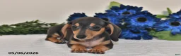 Miniature Dachshund dogs for sale: Lily - Ad 2