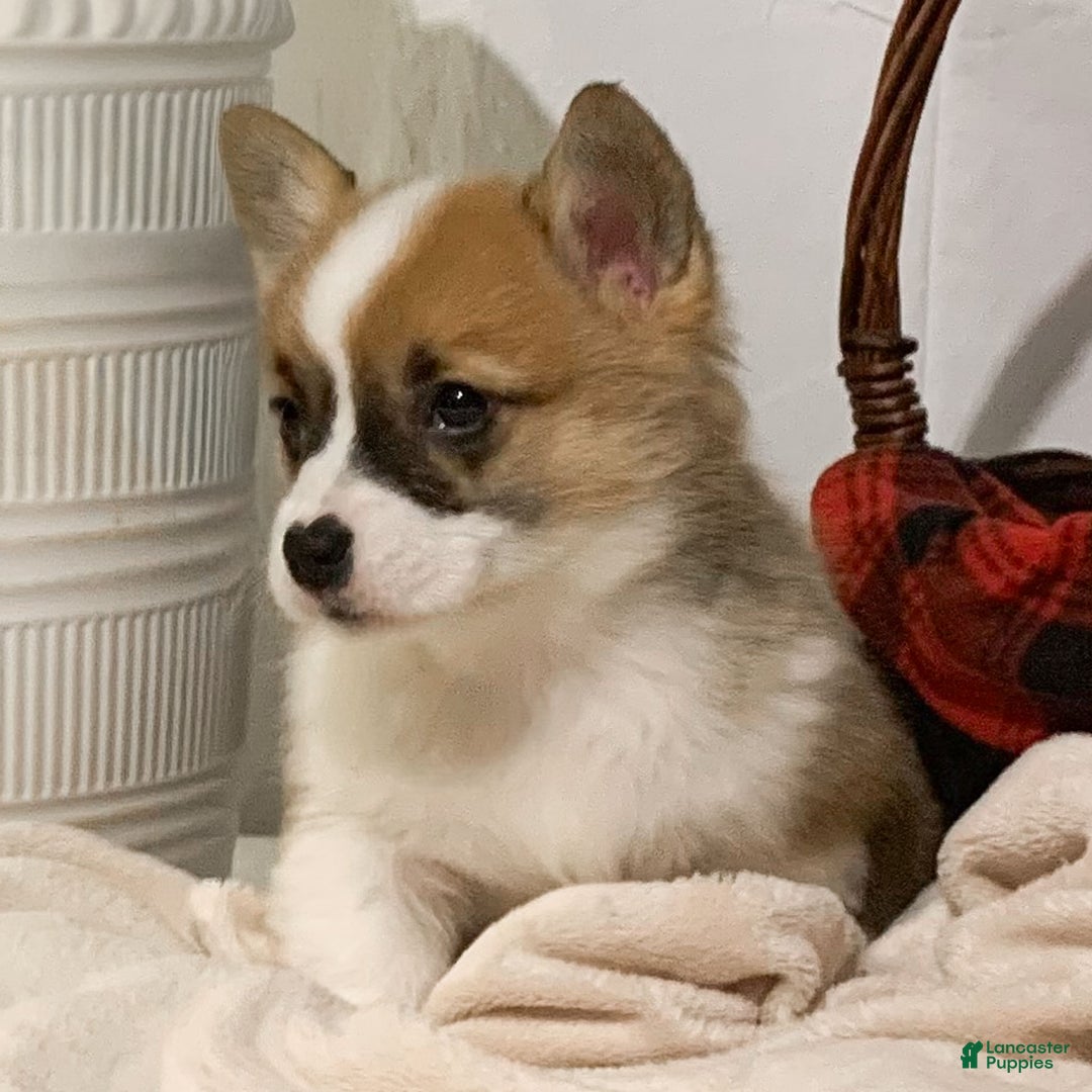 Welsh Corgi Pembroke dogs for sale: Sheila - Ad 4