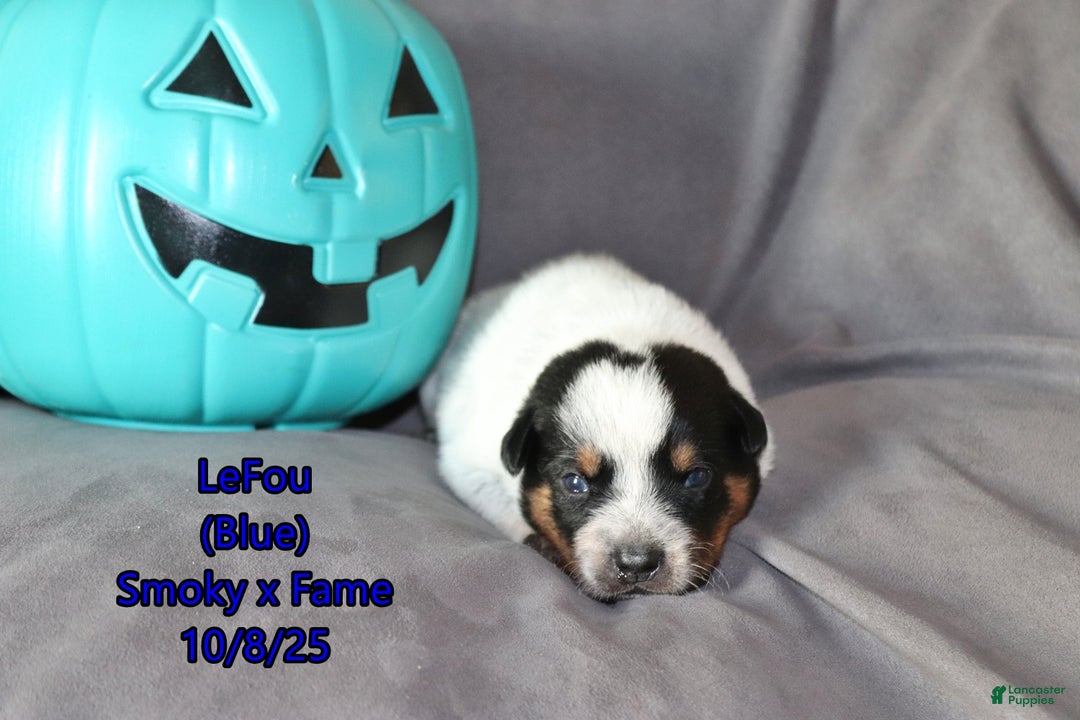 Australian Cattle Dog dogs for sale: LeFou - Ad 3