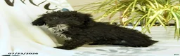 Toy Poodle dogs for sale: Quirk - Ad 10