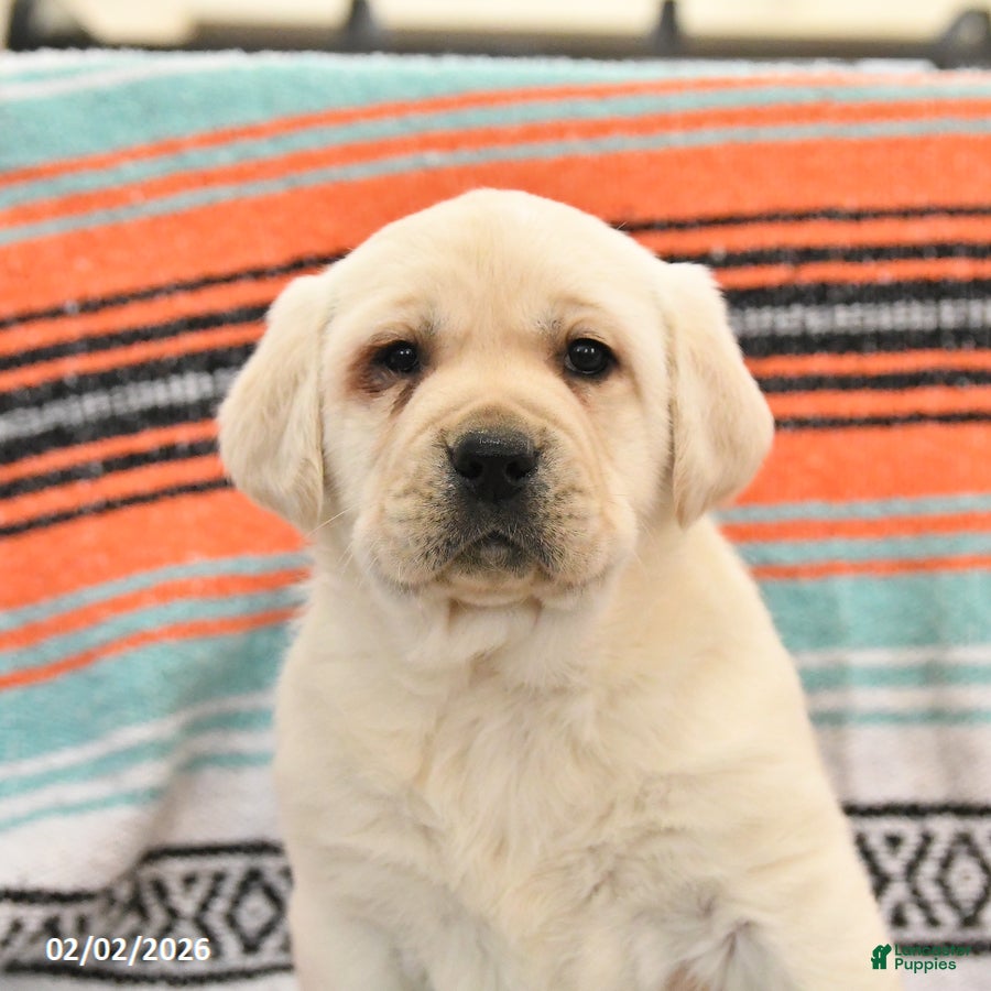 Labrador Retriever dogs Tonka - Ad 2