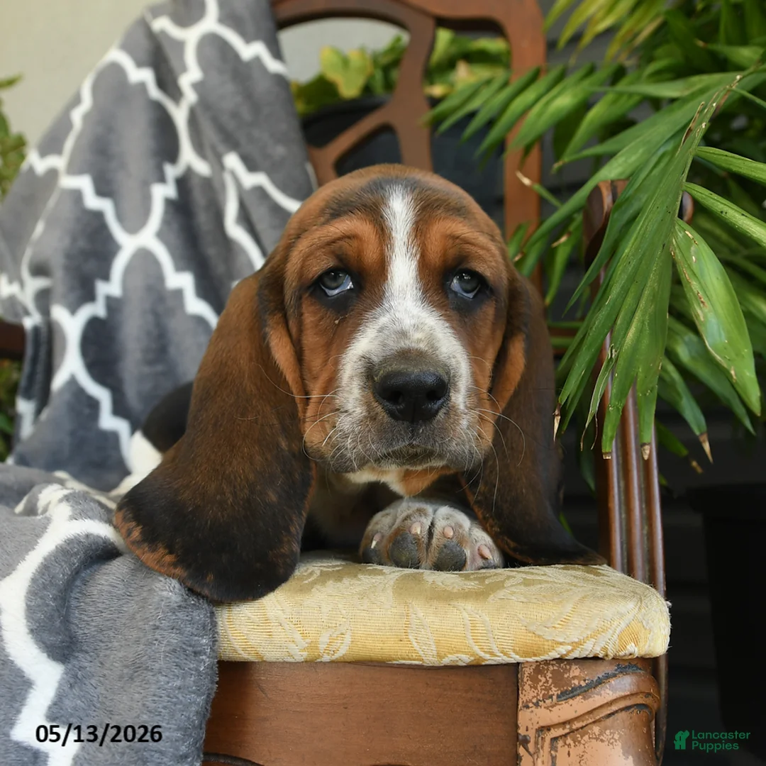 Basset Hound dogs for sale: Charlie - Ad 2