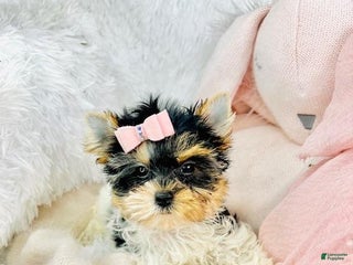 Yorkshire Terrier dogs - Ad 36