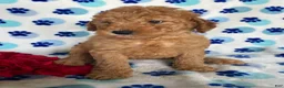 Mini Goldendoodle dogs for sale: Brooks - Ad 3