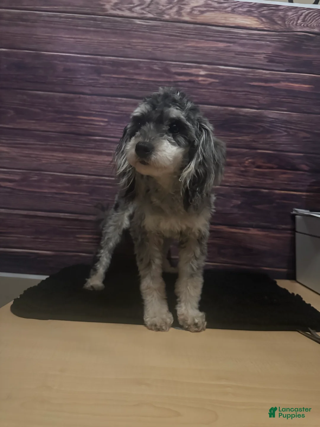 Maltipoo dogs for sale: Sassy - Ad 4