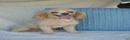 Miniature Poodle dogs for sale: Sasha - Ad 3