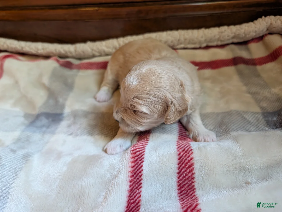 Mini Goldendoodle dogs for sale: Reggie - Ad 2