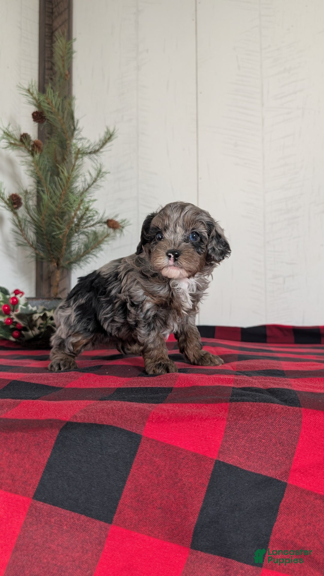 Cockapoo dogs for sale: Scout - Ad 7