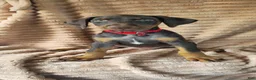 Doberman Pinscher dogs for sale: Ginger  - Ad 7