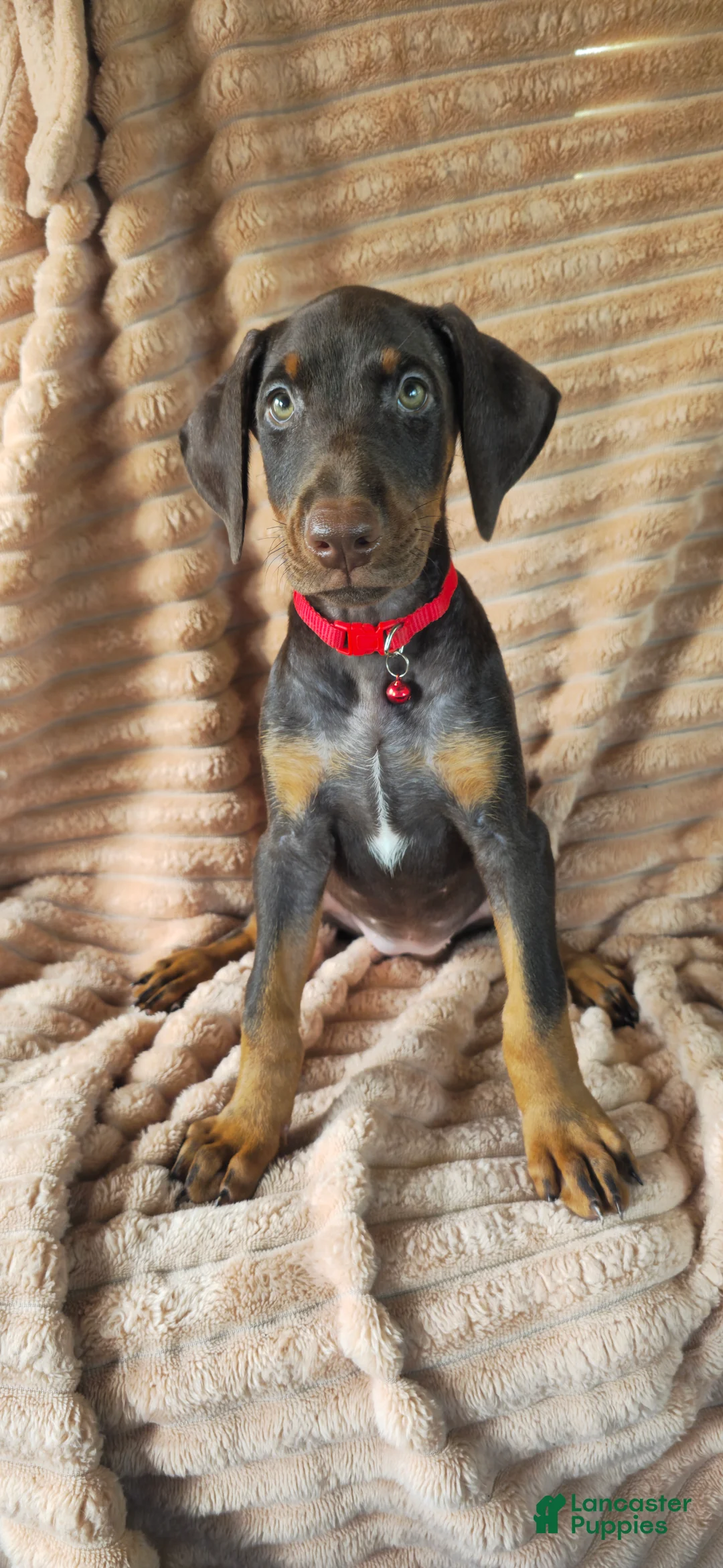 Doberman Pinscher dogs for sale: Ginger  - Ad 7